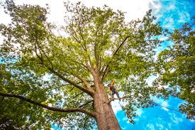 Best Root Management and Removal  in Cherry Hills Village, CO