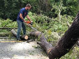 Professional Tree Removal in Cherry Hills Village, CO