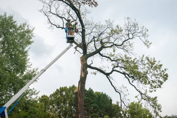 Best Tree Disease Treatment  in Cherry Hills Village, CO