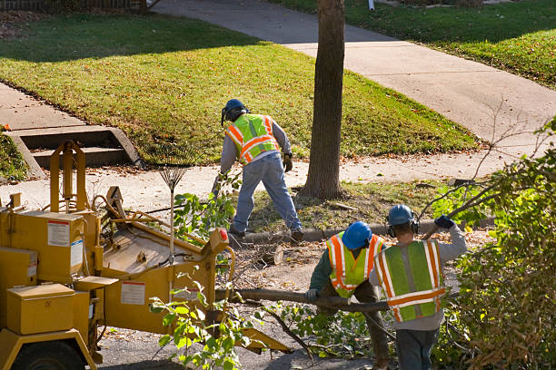 How Our Tree Care Process Works  in  Cherry Hills Village, CO