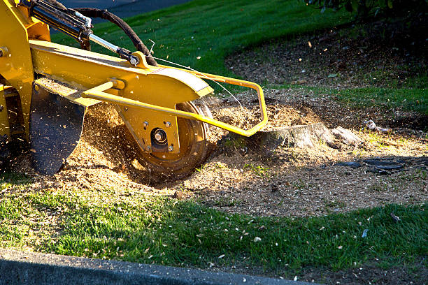 Best Sod Installation  in Cherry Hills Village, CO